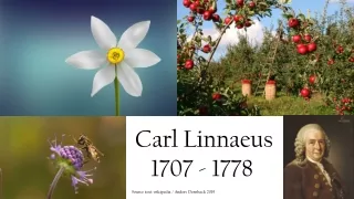 carl linnaeus 1707 1778