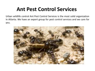 ant pest control services