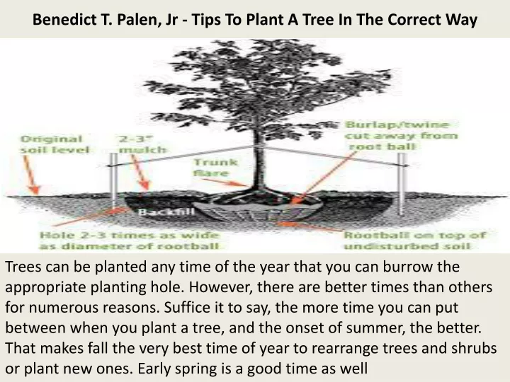 benedict t palen jr tips to plant a tree in the correct way