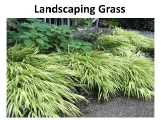 landscaping grass