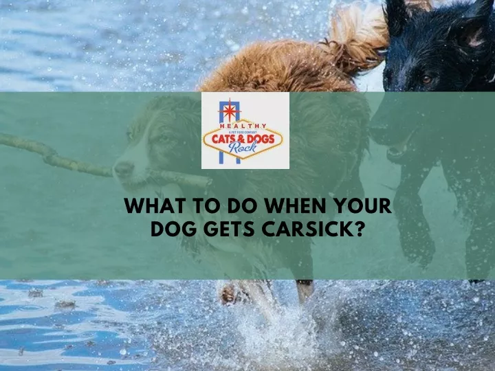 what to do when your dog gets carsick
