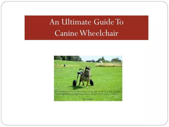 an ultimate guide to canine wheelchair