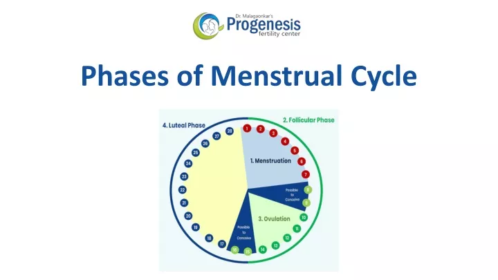 phases of menstrual cycle