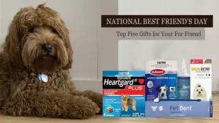 National Best Friend’s Day – Top 5 Gifts for Your Fur Friend