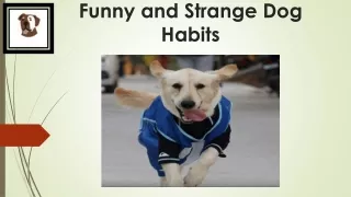 Funny and Strange Dog Habits- Flauntpet