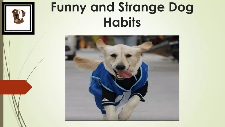 funny and strange dog habits