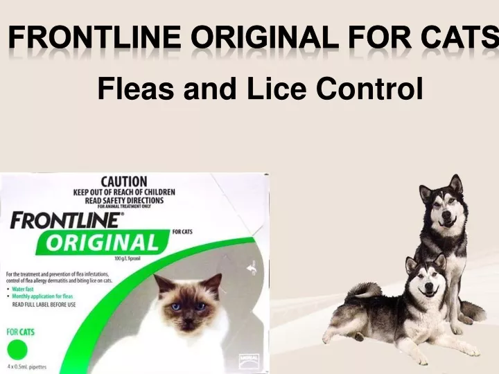 fleas and lice control