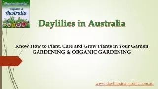 How To Grow Evergreen Potato Vine Plant In Your Garden