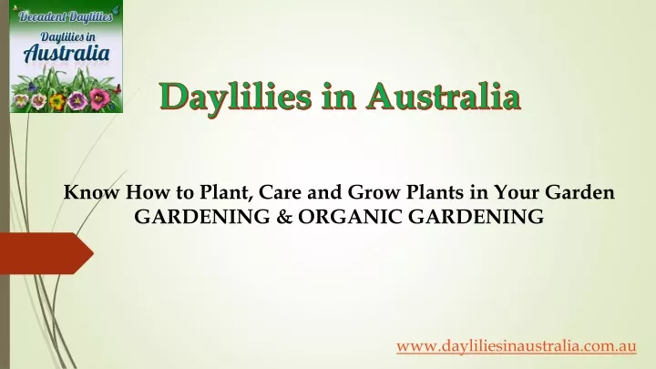 daylilies in australia