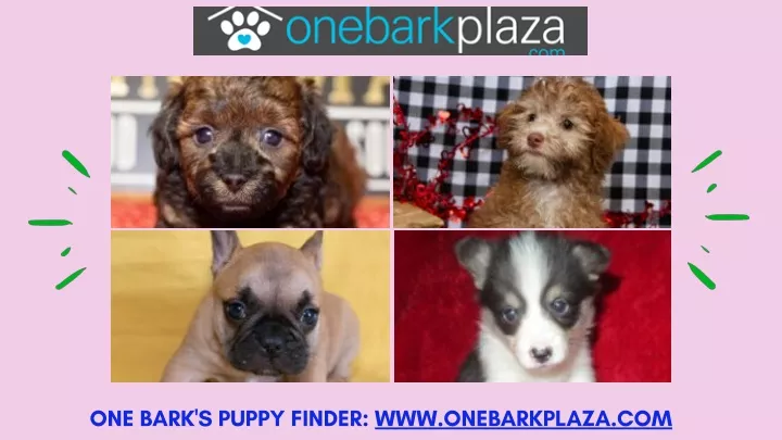 one bark s puppy finder www onebarkplaza com