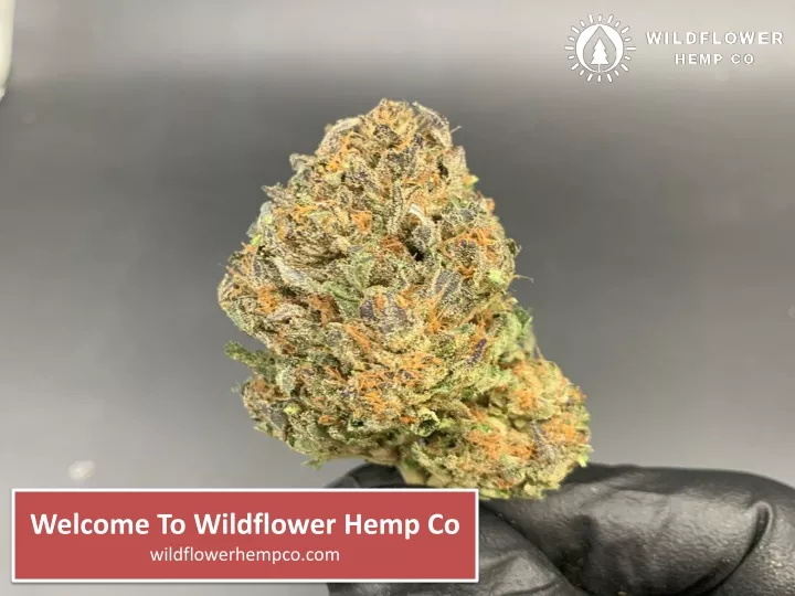 welcome to wildflower hemp co wildflowerhempco com