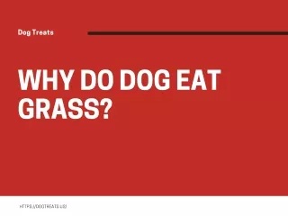Why do Dog Eat Grass?
