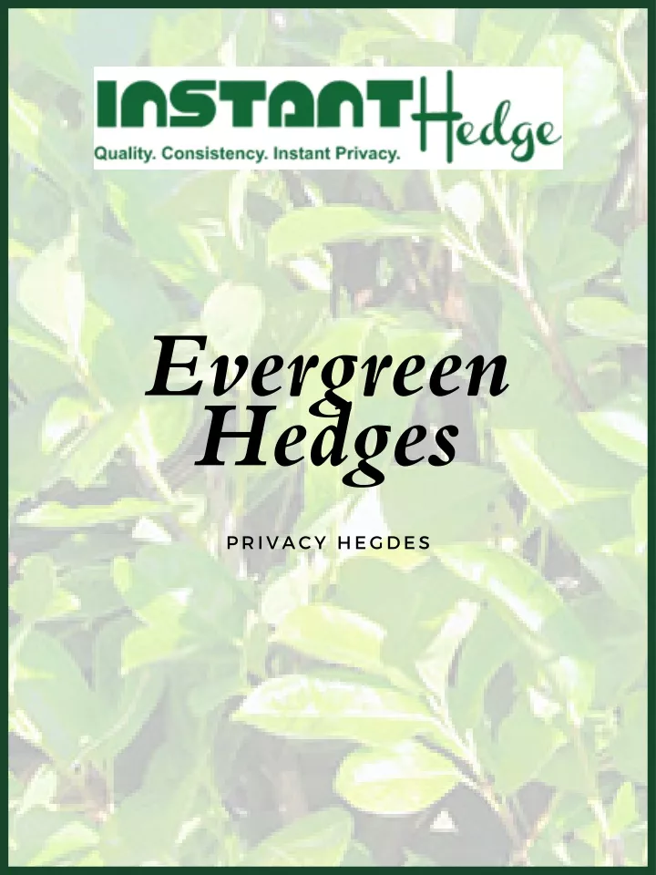 evergreen hedges