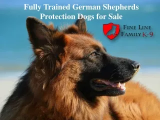 Fully Trained German Shepherds Protection Dogs for Sale- Fine Line Family K-9