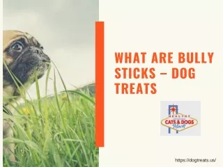 What are Bully Sticks – Dog Treats