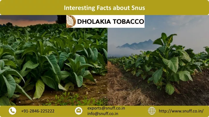 interesting facts about snus