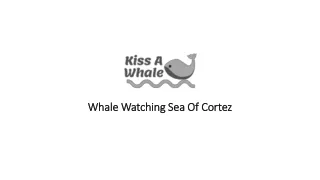 Whale Watching Sea Of Cortez