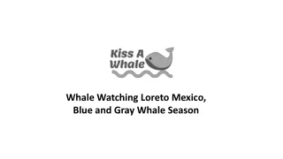 Grey Whale Watching in loreto, Mexico