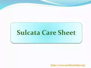 Sulcata Care Sheet