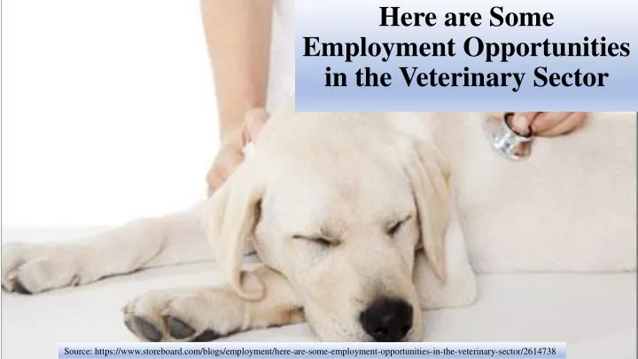 here are some employment opportunities in the veterinary sector
