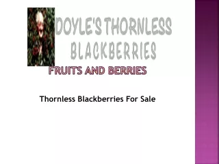 Thornless Blackberries For Sale
