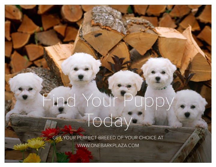 find your puppy find your puppy today today