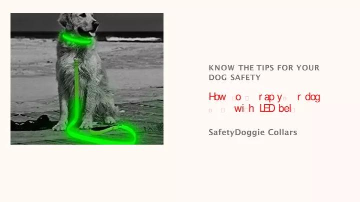 know the tips for your dog safety