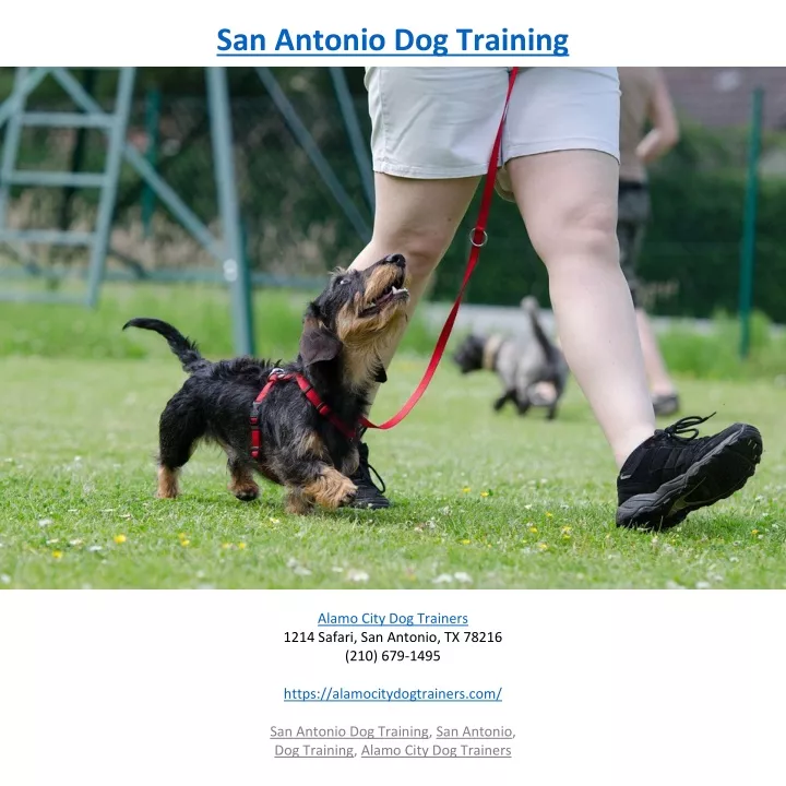 san antonio dog training