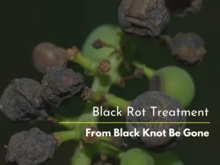 Black rot treatment-From Black Knot Be Gone