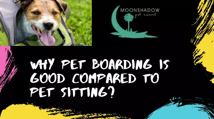 why pet boarding is good compared to pet sitting