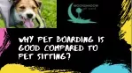 Why Pet Boarding is Good Compared to Pet Sitting?