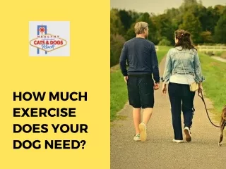 How Much Exercise Does your Dog Need
