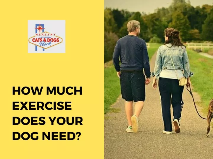 how much exercise does your dog need