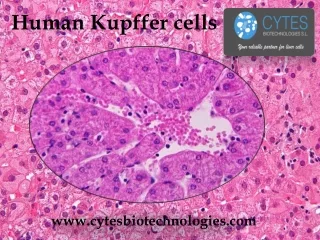 Human Kupffer cells - Cytesbiotechnologies.com