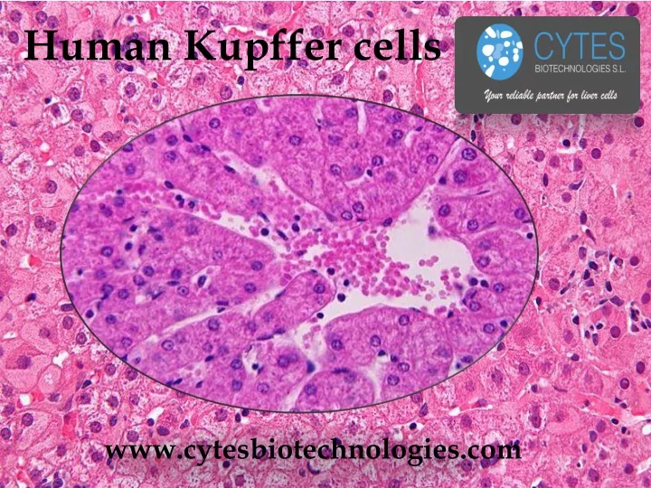 human kupffer cells
