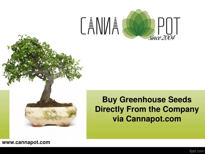 buy greenhouse seeds directly from the company via cannapot com