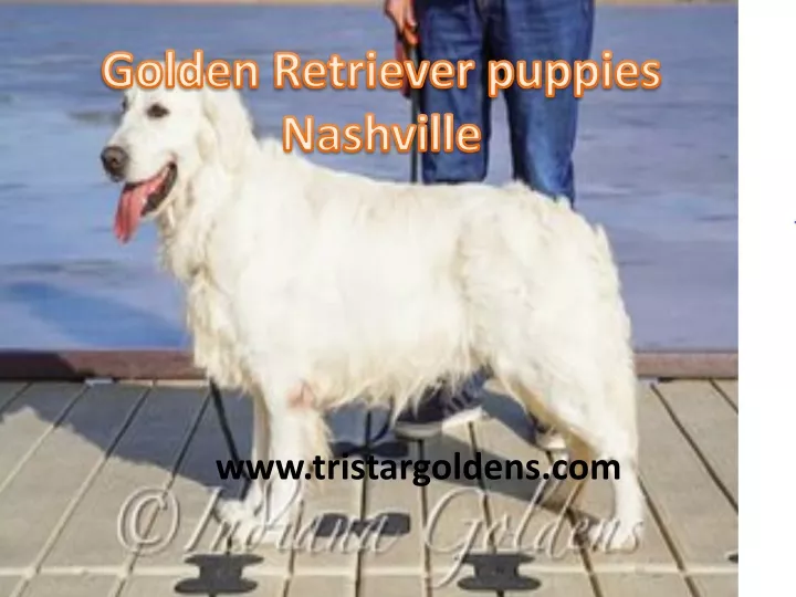 golden retriever puppies nashville