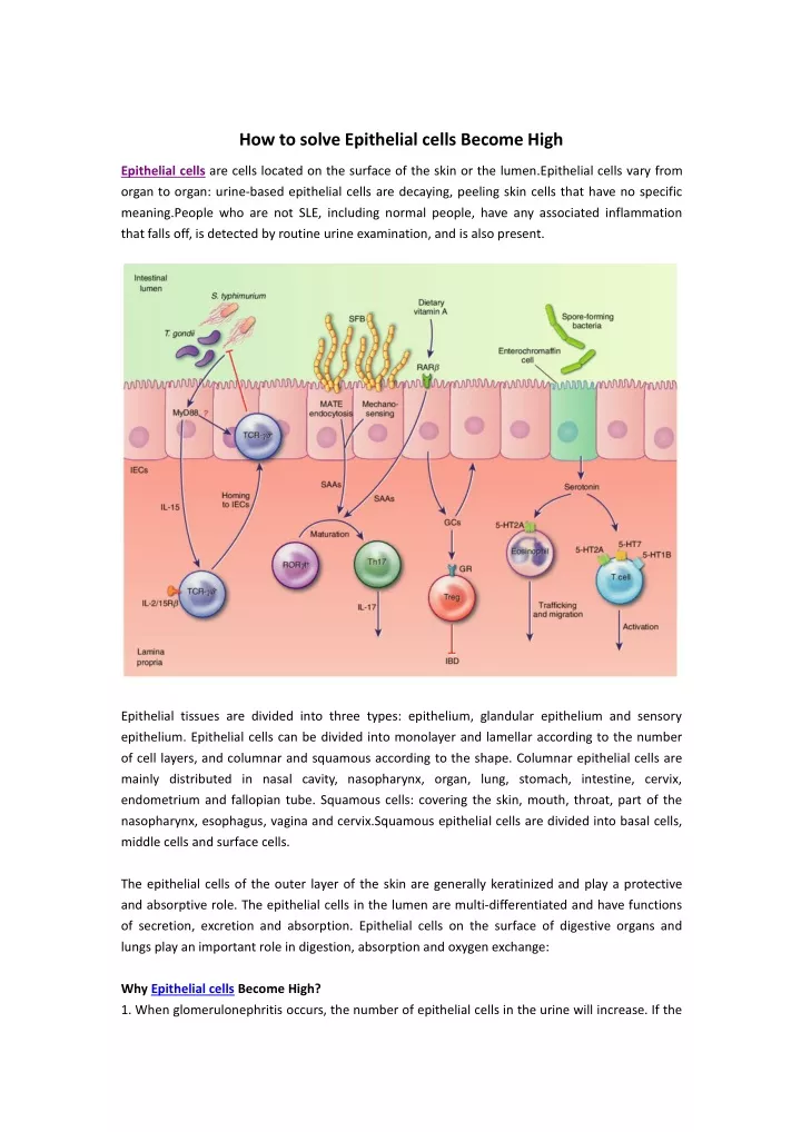 how to solve epithelial cells become high