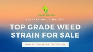 Buy Cannabis Strain for Pain Online from CannabisOnlineShop