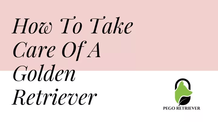 how to take care of a golden retriever