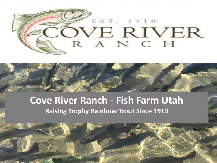 cove river ranch fish farm utah raising trophy