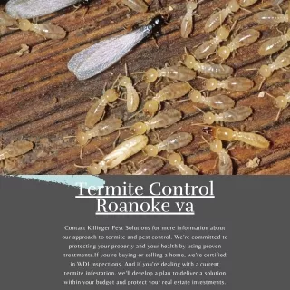 Termite Control Roanoke VA | Killinger Pest Solutions