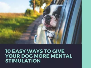 10 Easy Ways to Give Your Dog More Mental Stimulation