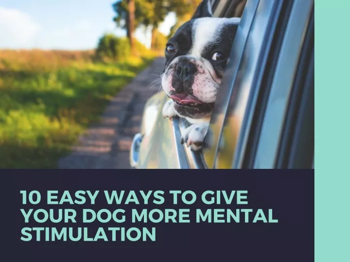 10 easy ways to give your dog more mental