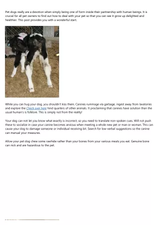 pet dogs really are a devotion when simply being