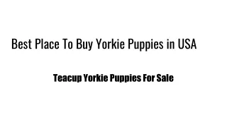 Shop Yorkshire Terrier for Adoption in the USA