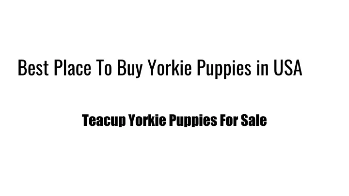 best pla ce to buy y orkie puppies in usa