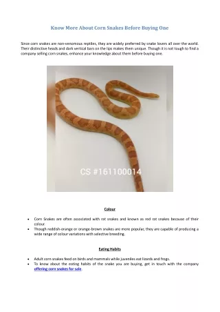 Know More About Corn Snakes Before Buying One