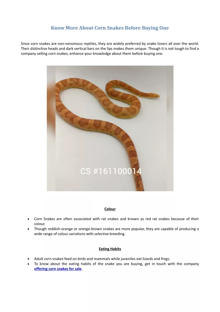 know more about corn snakes before buying one
