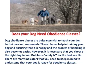 Does your Dog Need Obedience Classes?